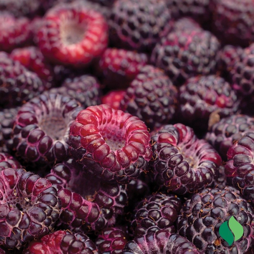 DeGroot Raspberry, Jewel