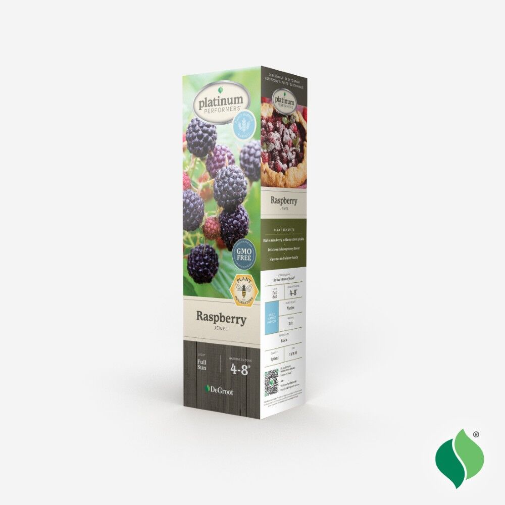 DeGroot Raspberry, Jewel