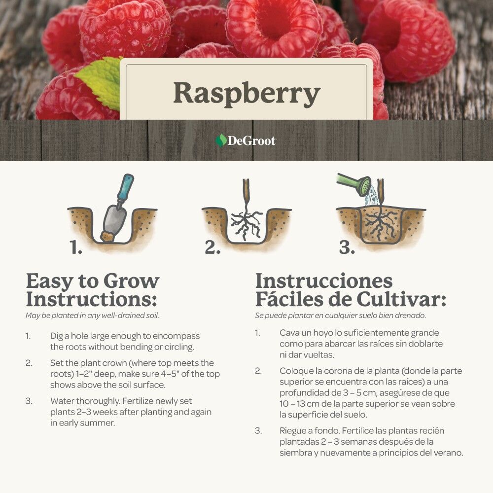 DeGroot Raspberry, Latham