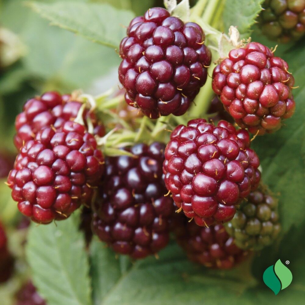 DeGroot Raspberry, Royalty