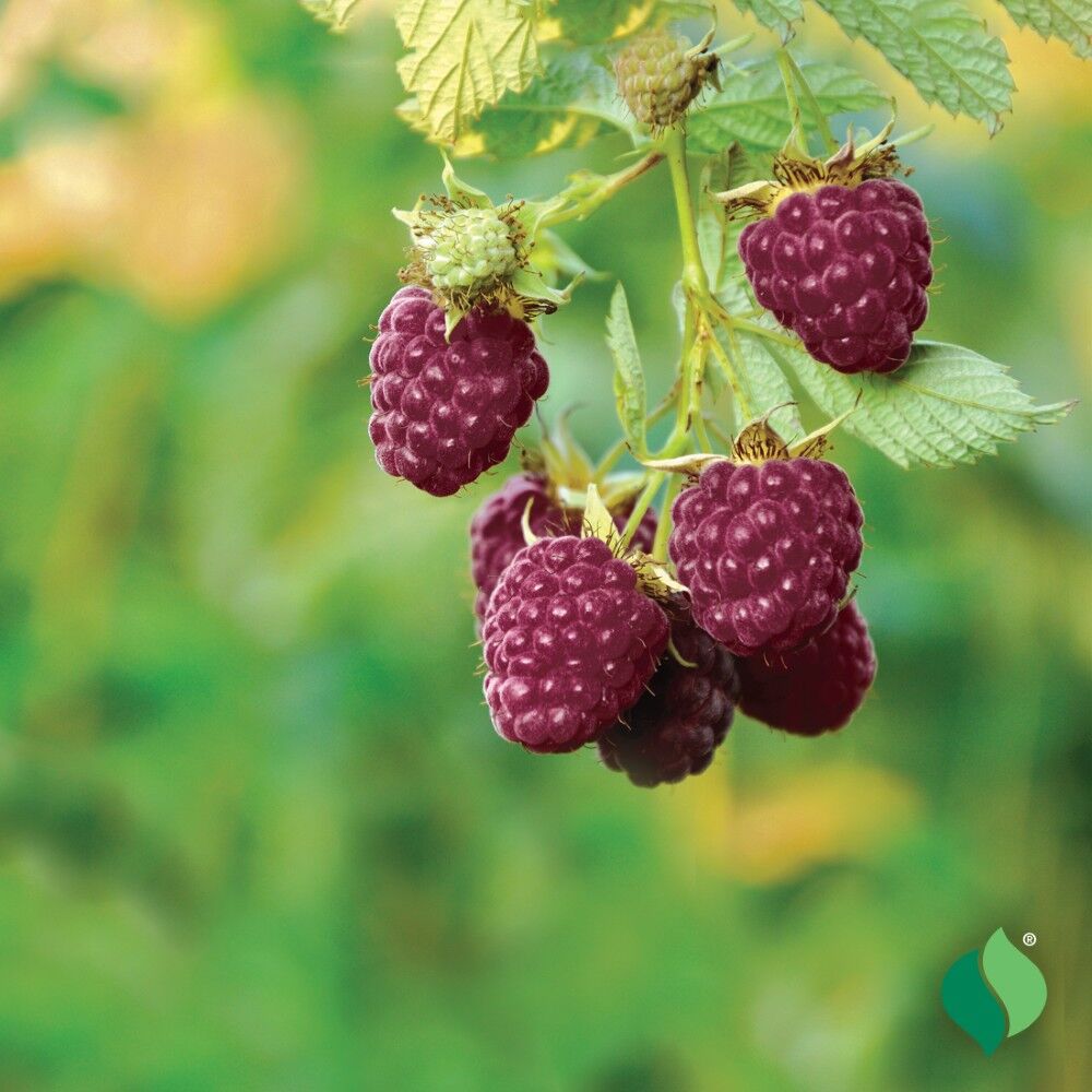 DeGroot Raspberry, Royalty