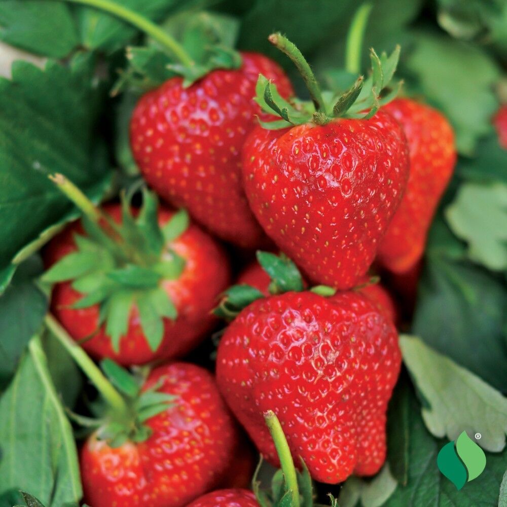 DeGroot Strawberry, Honeoye