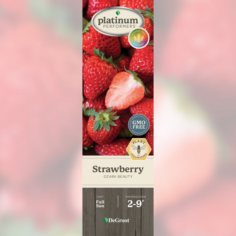 DeGroot Strawberry, Ozark Beauty