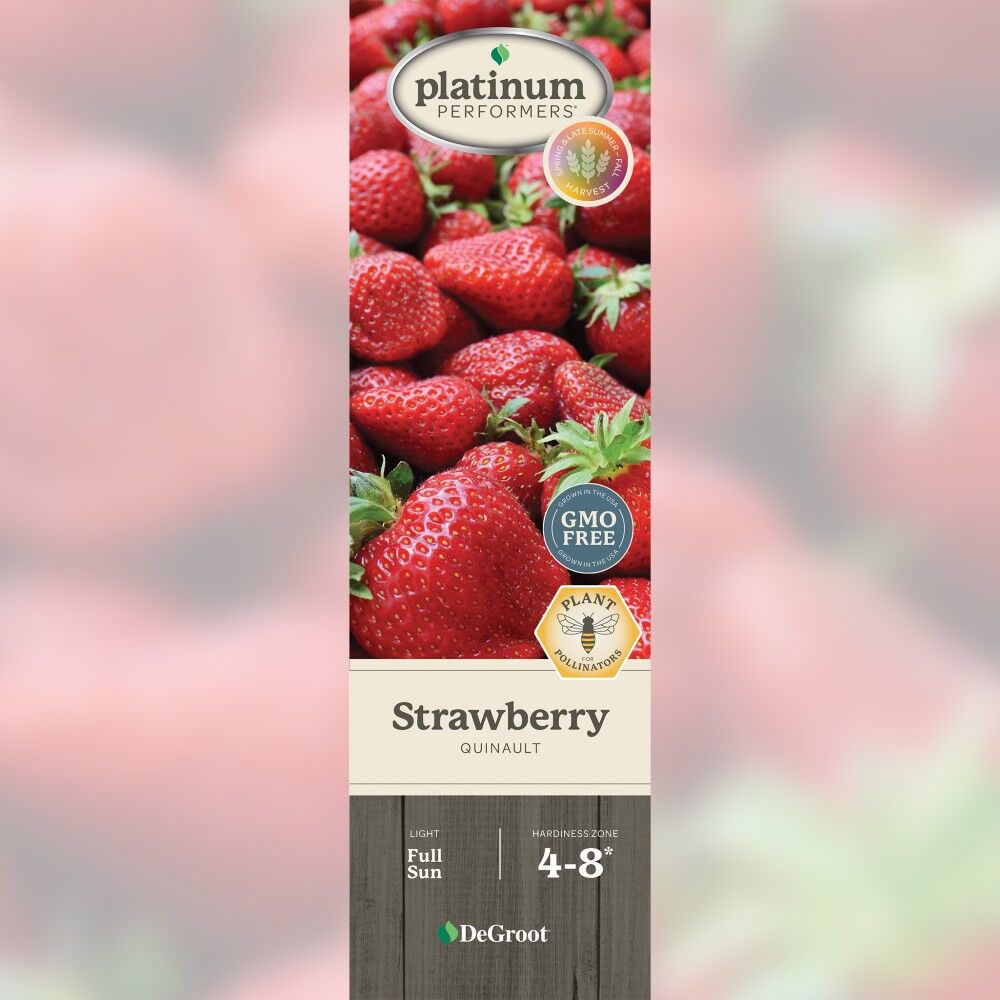 DeGroot Strawberry, Quinault