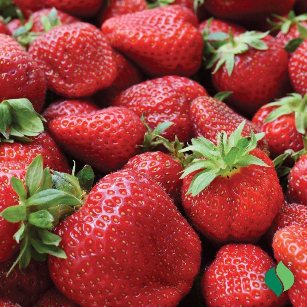 DeGroot Strawberry, Quinault