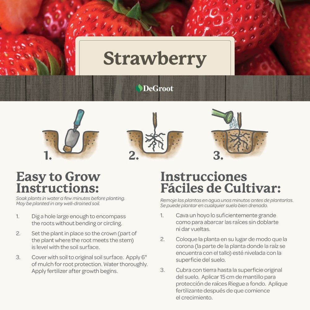 DeGroot Strawberry, Quinault