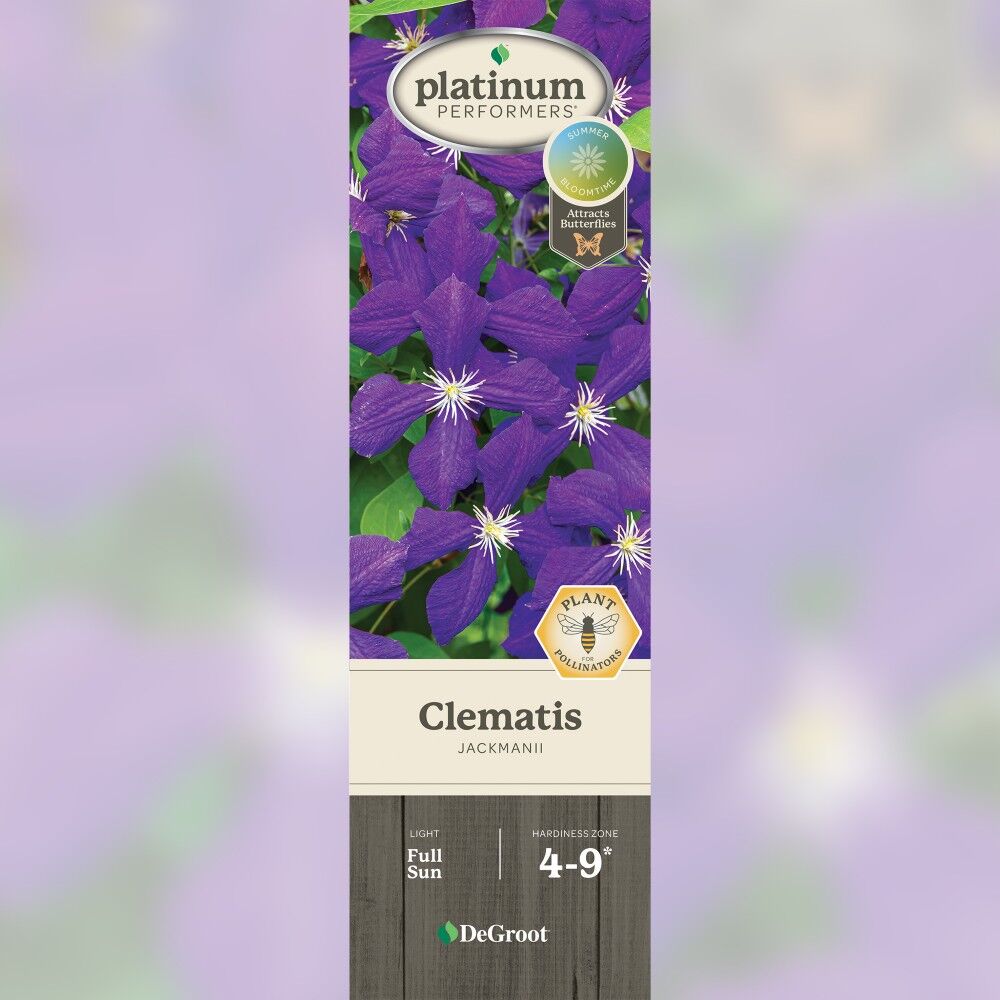 DeGroot Clematis, Jackmanii