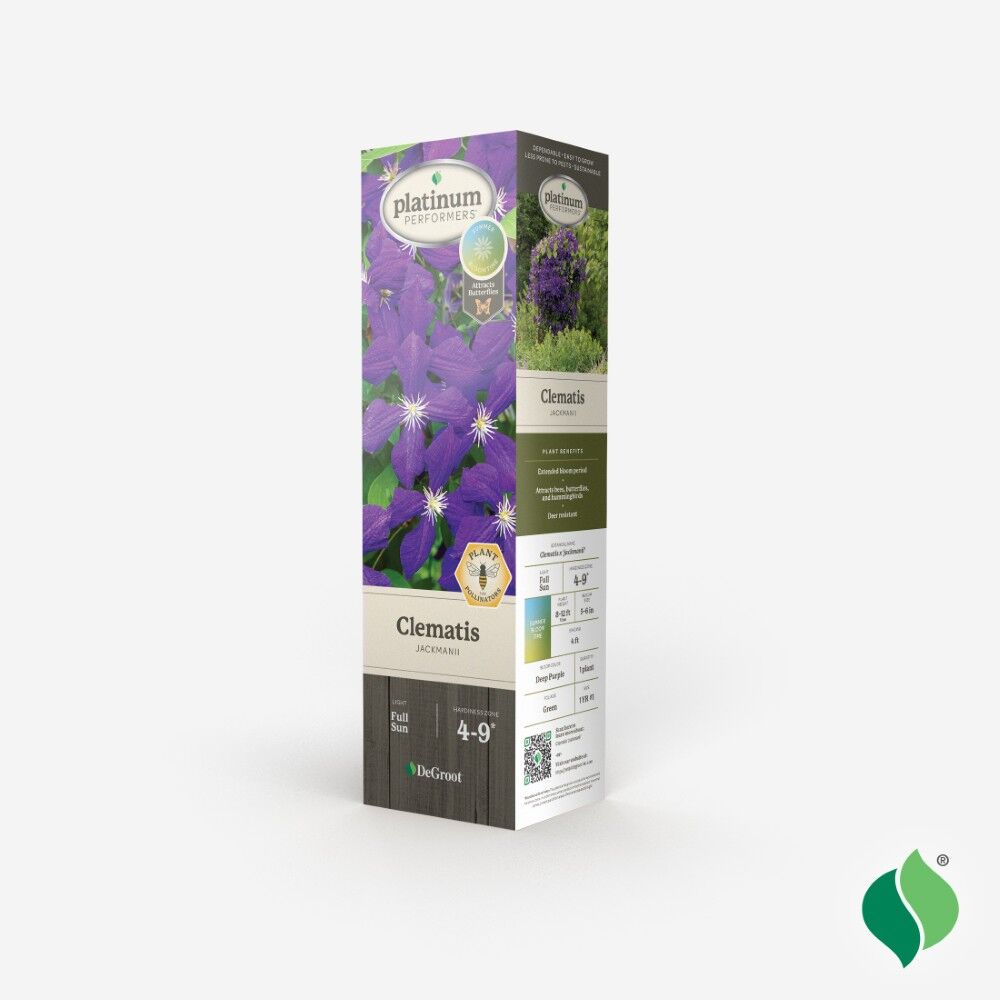 DeGroot Clematis, Jackmanii