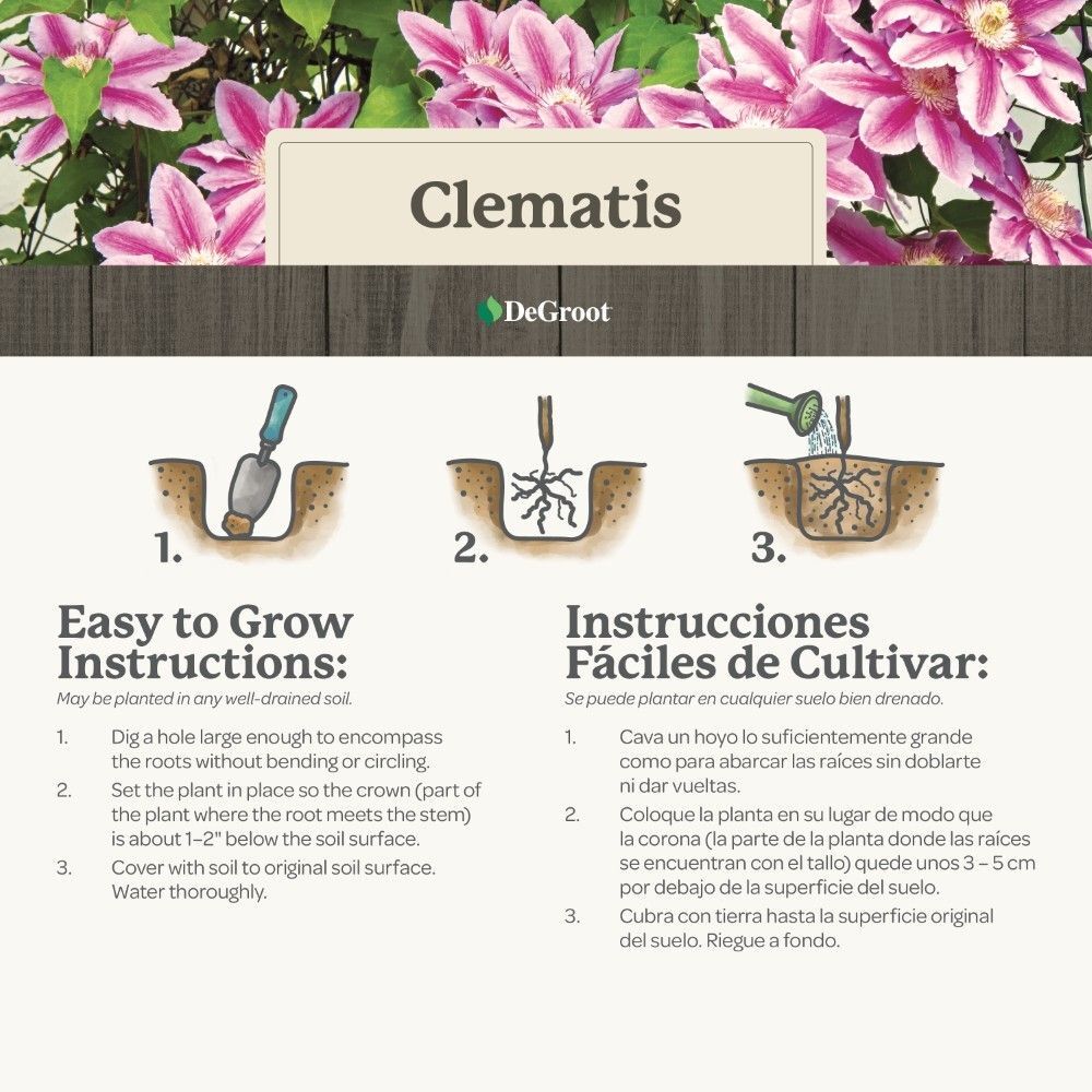 DeGroot Clematis, Jackmanii
