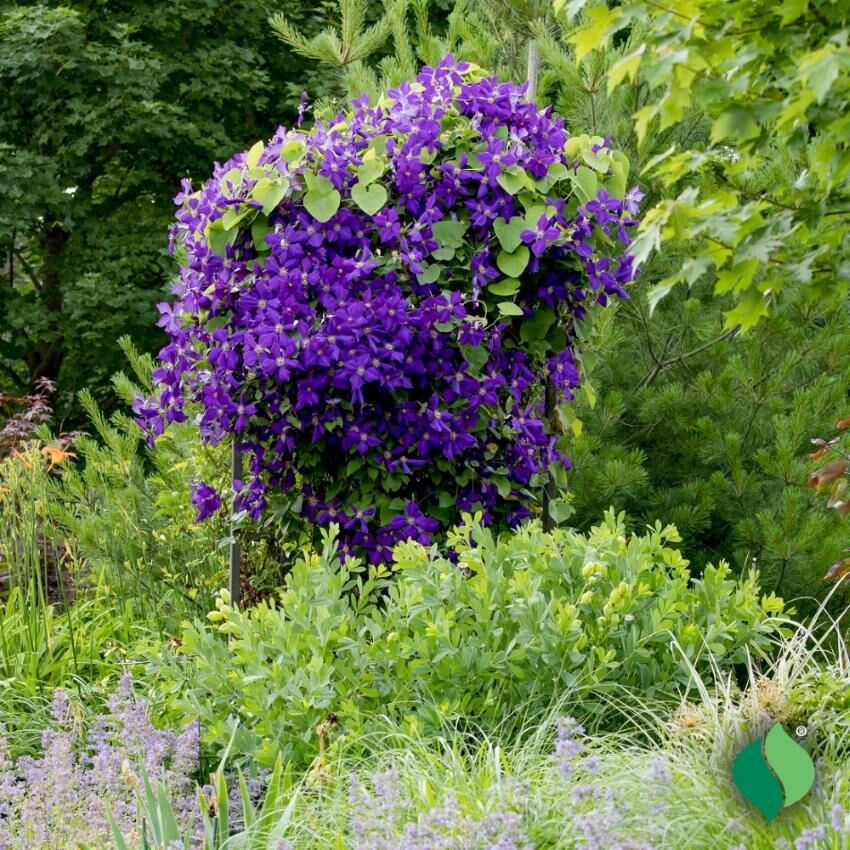 DeGroot Clematis, Jackmanii
