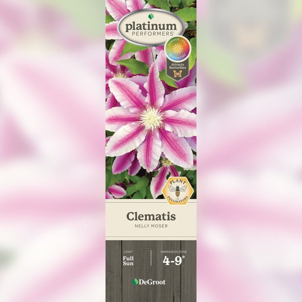 DeGroot Clematis, Nelly Moser - Seed Starting | DeGroot | C-A-L Ranch