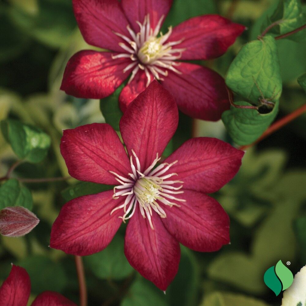 DeGroot Clematis, Rouge Cardinal