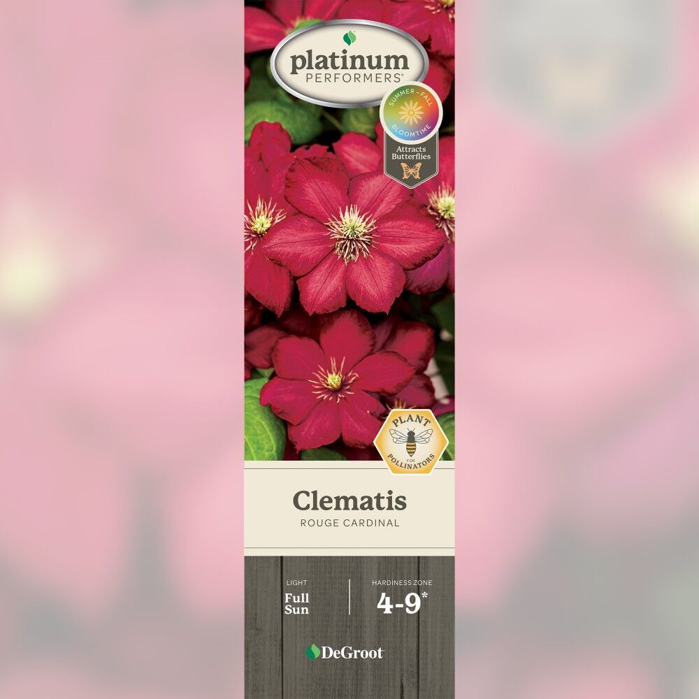DeGroot Clematis, Rouge Cardinal