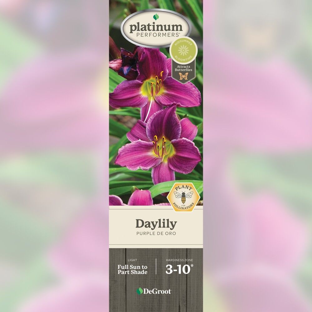 DeGroot Daylily, Purple de Oro