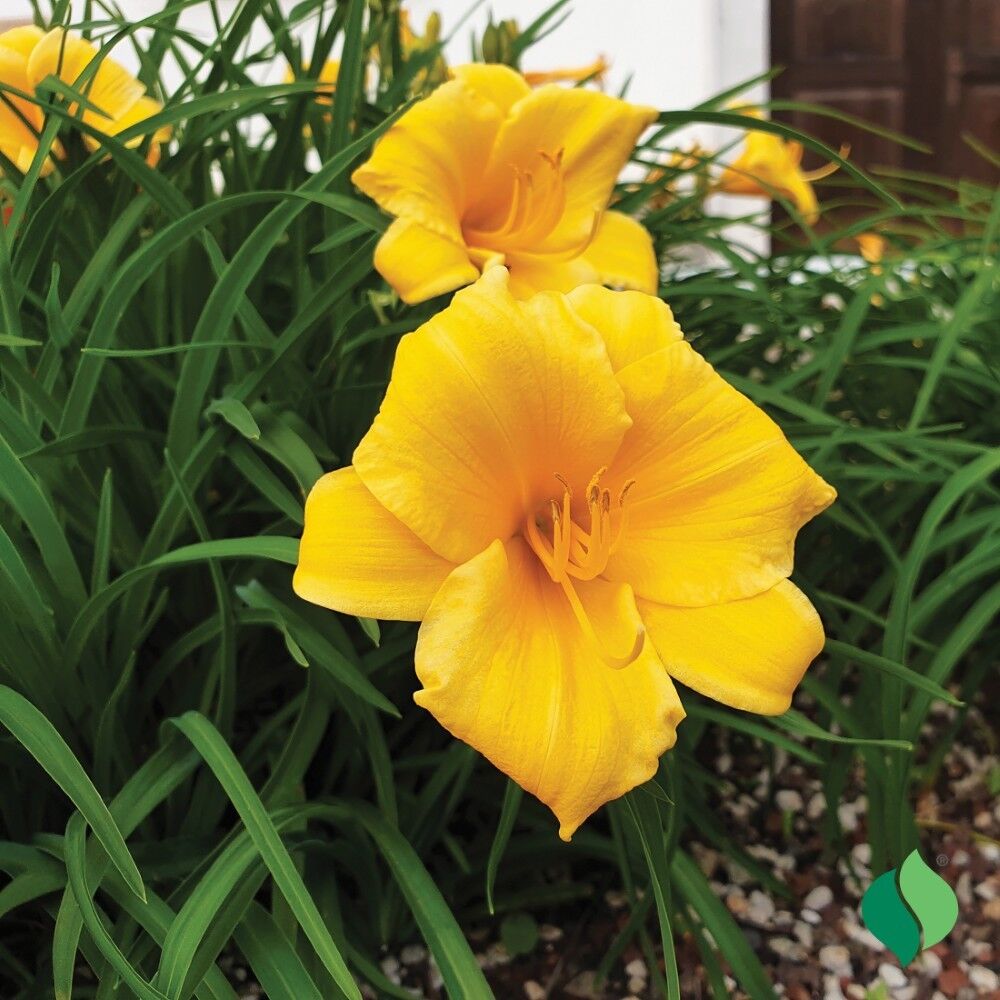 DeGroot Daylily, Stella De Oro