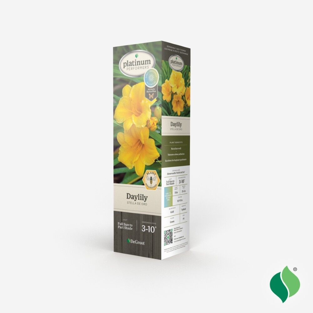 DeGroot Daylily, Stella De Oro