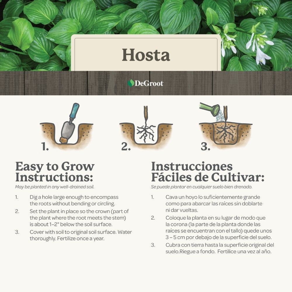 DeGroot Hosta, Albo Marginata