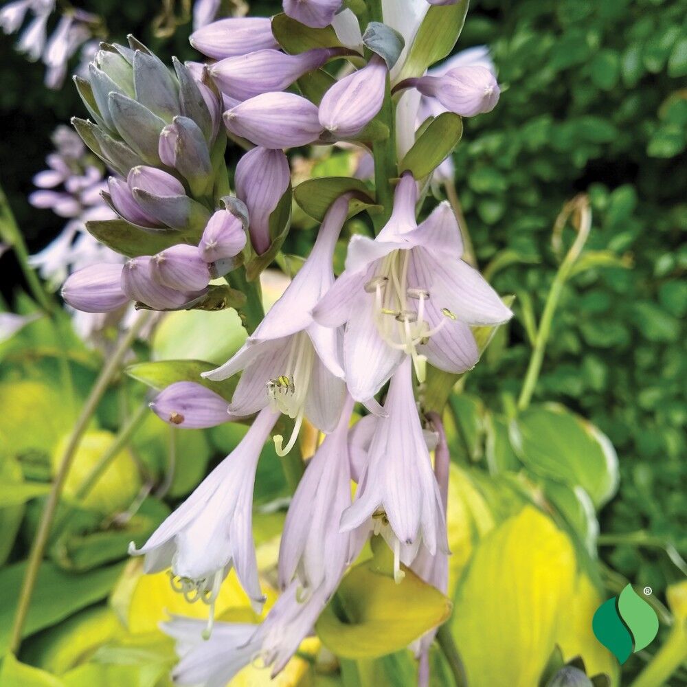 DeGroot Hosta, Gold Standard