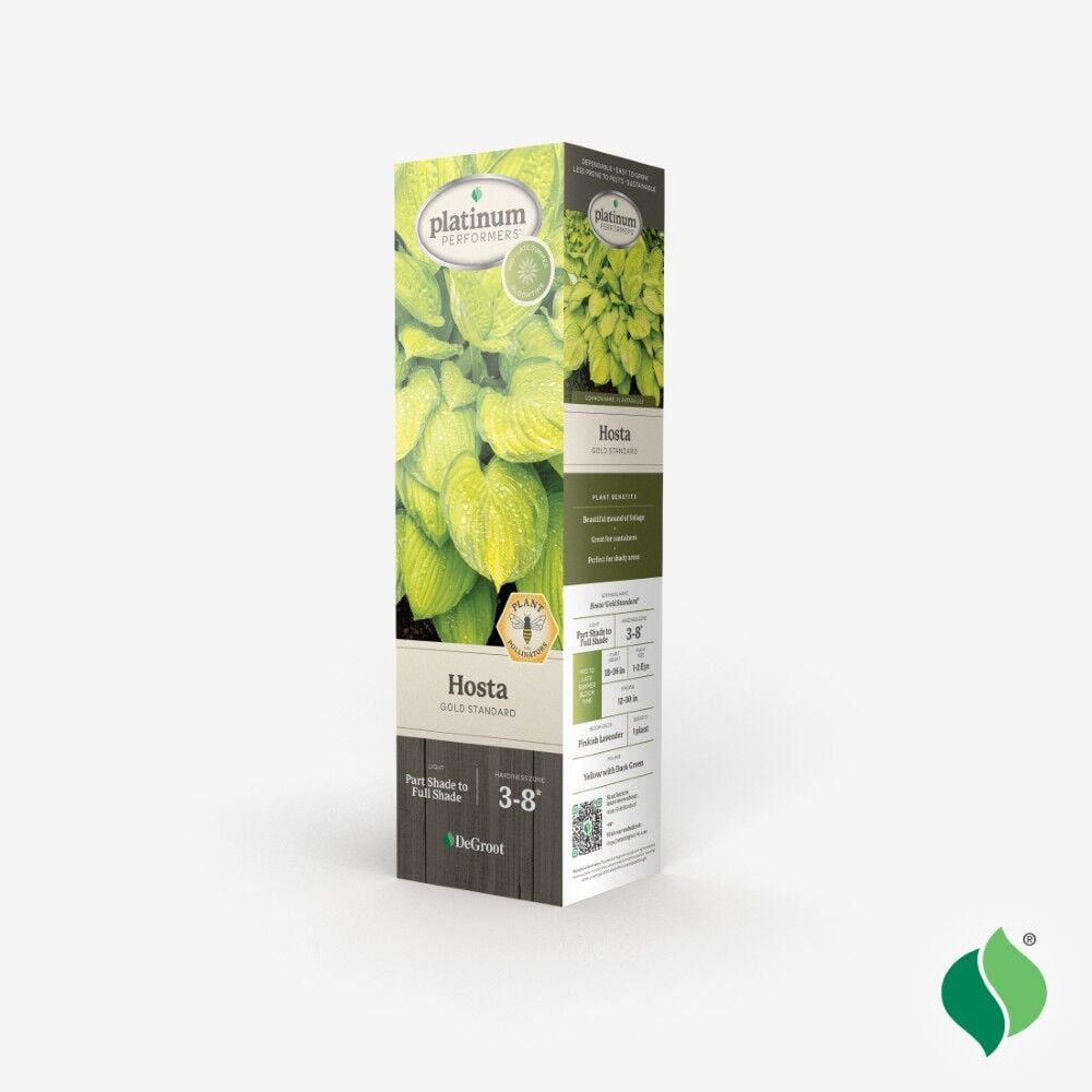 DeGroot Hosta, Gold Standard