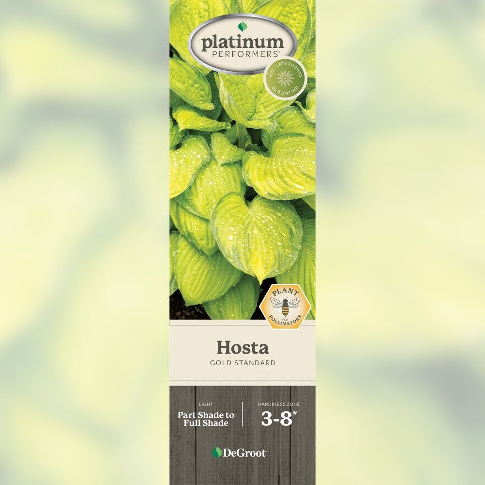 DeGroot Hosta, Gold Standard