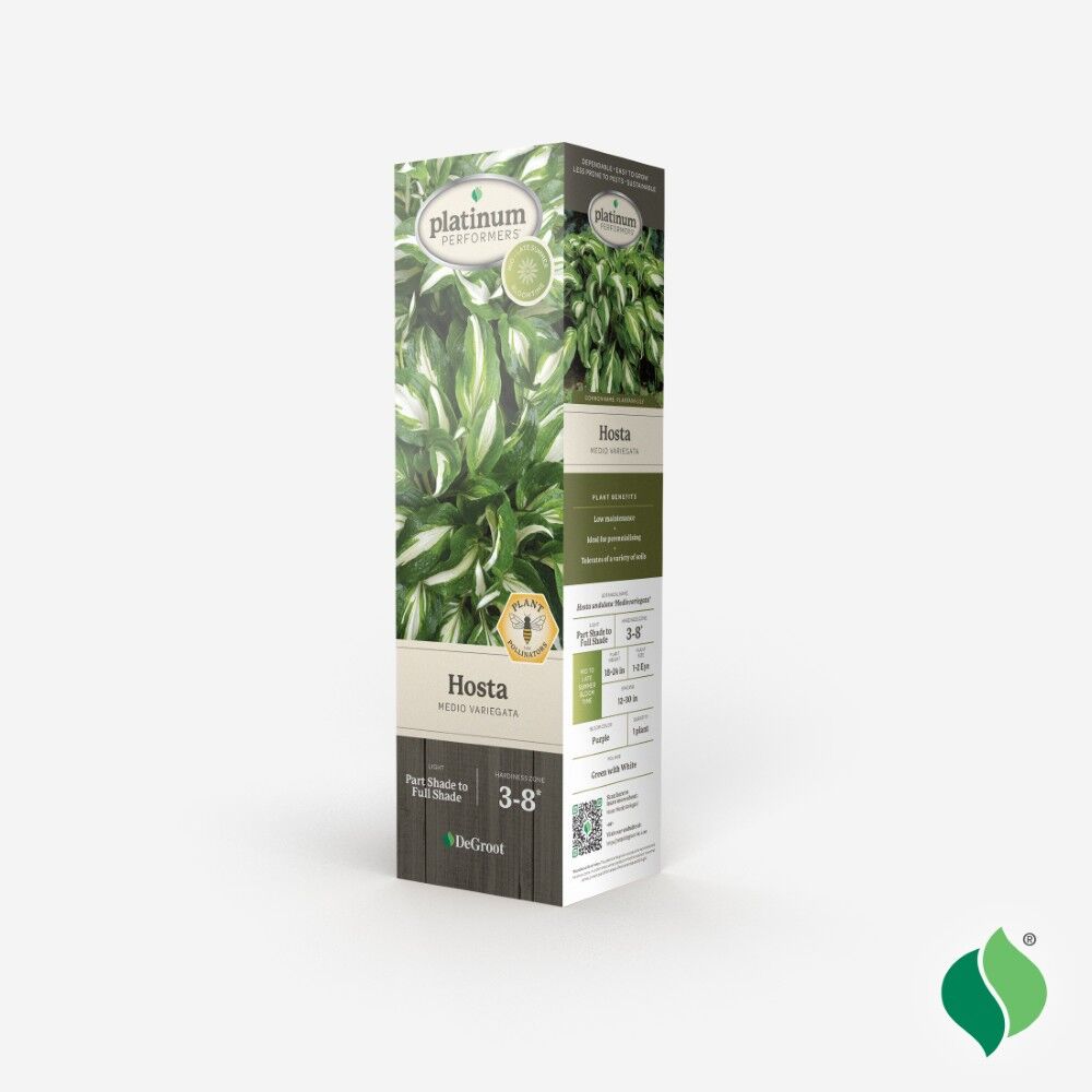 DeGroot Hosta, Mediovariegata