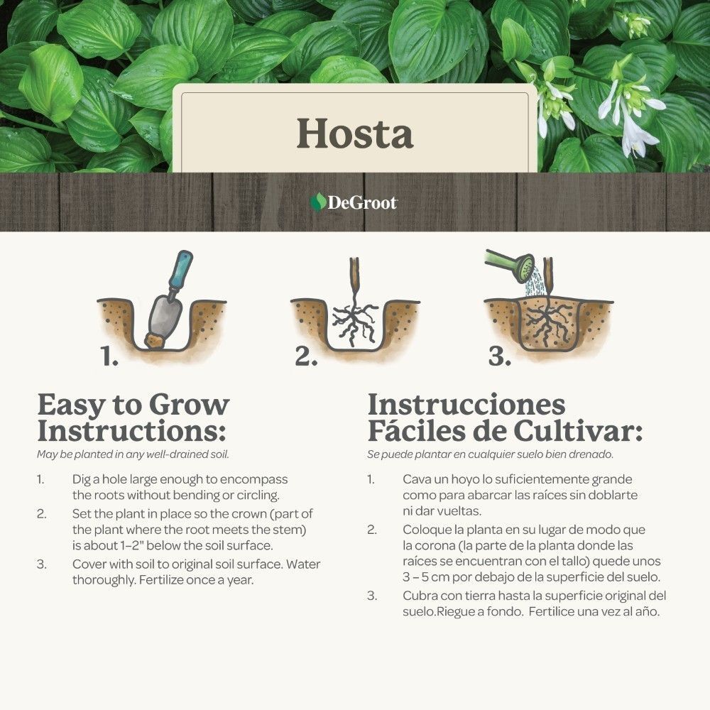 DeGroot Hosta, Mediovariegata