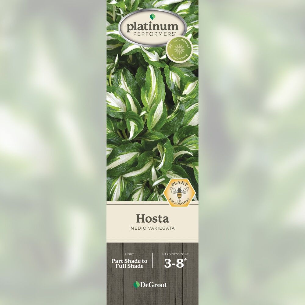 DeGroot Hosta, Mediovariegata