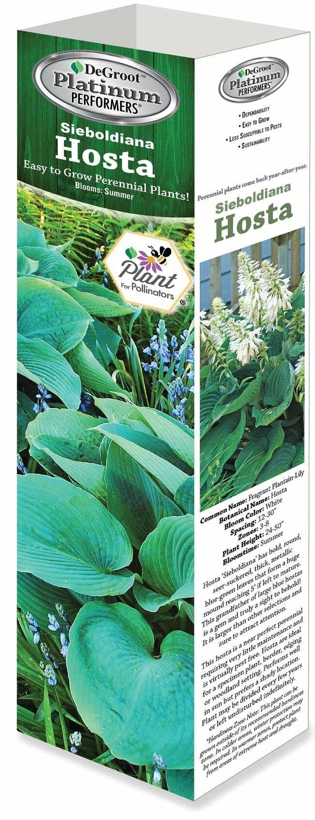 DeGroot Hosta, Sieboldiana Starter Plant