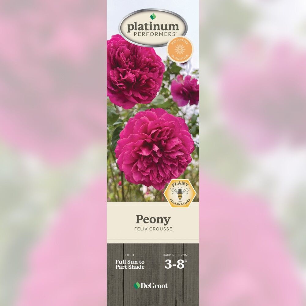 DeGroot Peony, Felix Crousse