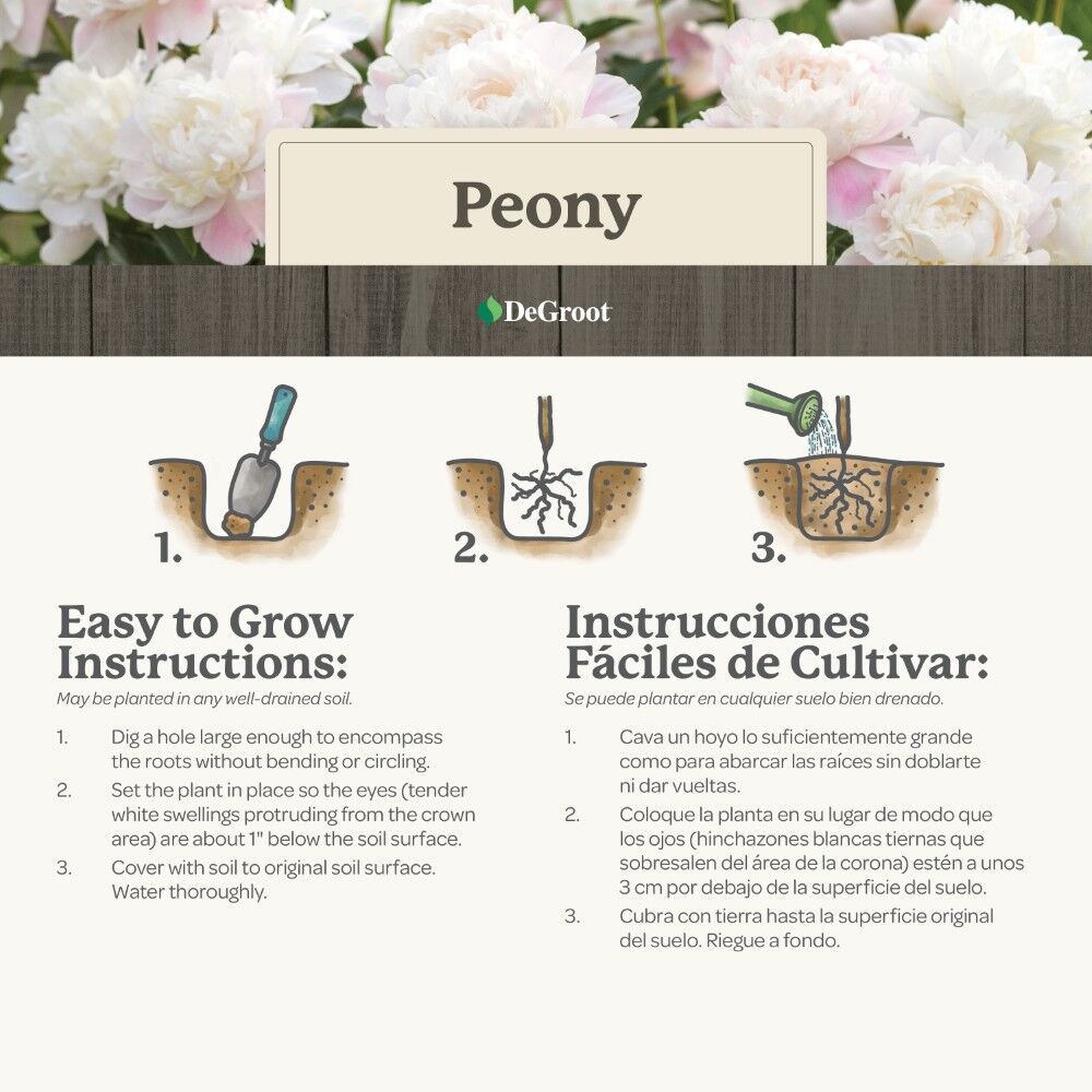 DeGroot Peony, Felix Crousse