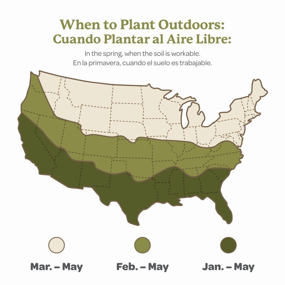 DeGroot Peony, Shirley Temple