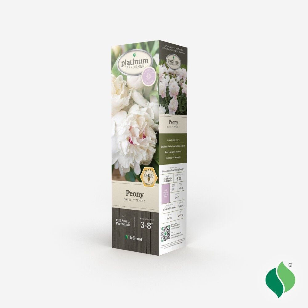 DeGroot Peony, Shirley Temple