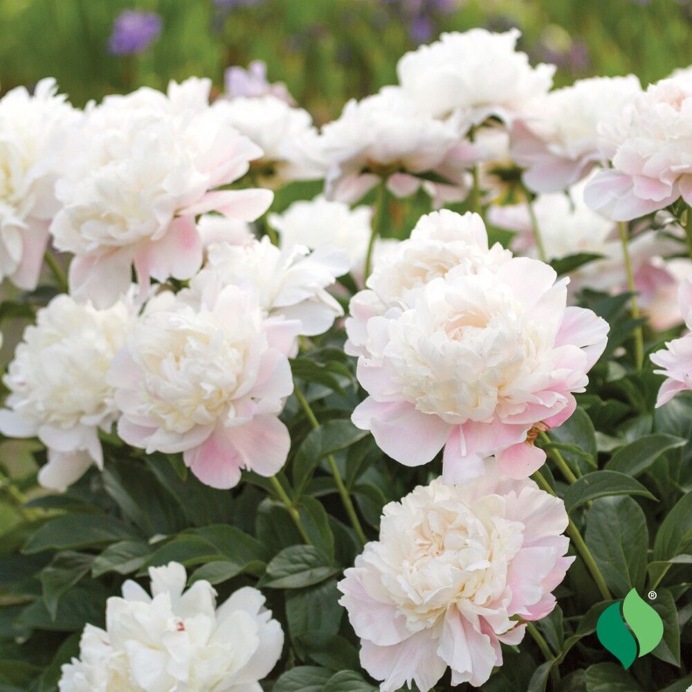 DeGroot Peony, Shirley Temple