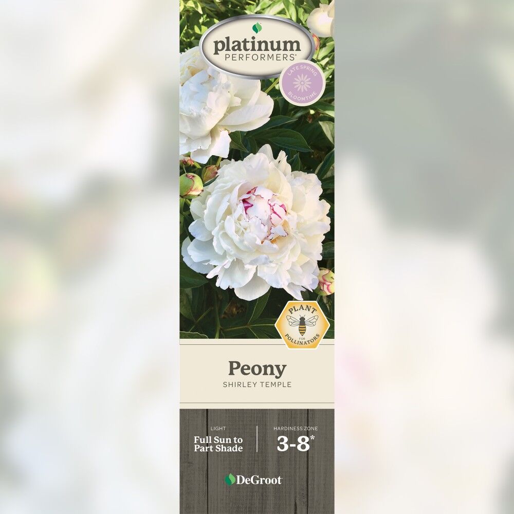 DeGroot Peony, Shirley Temple