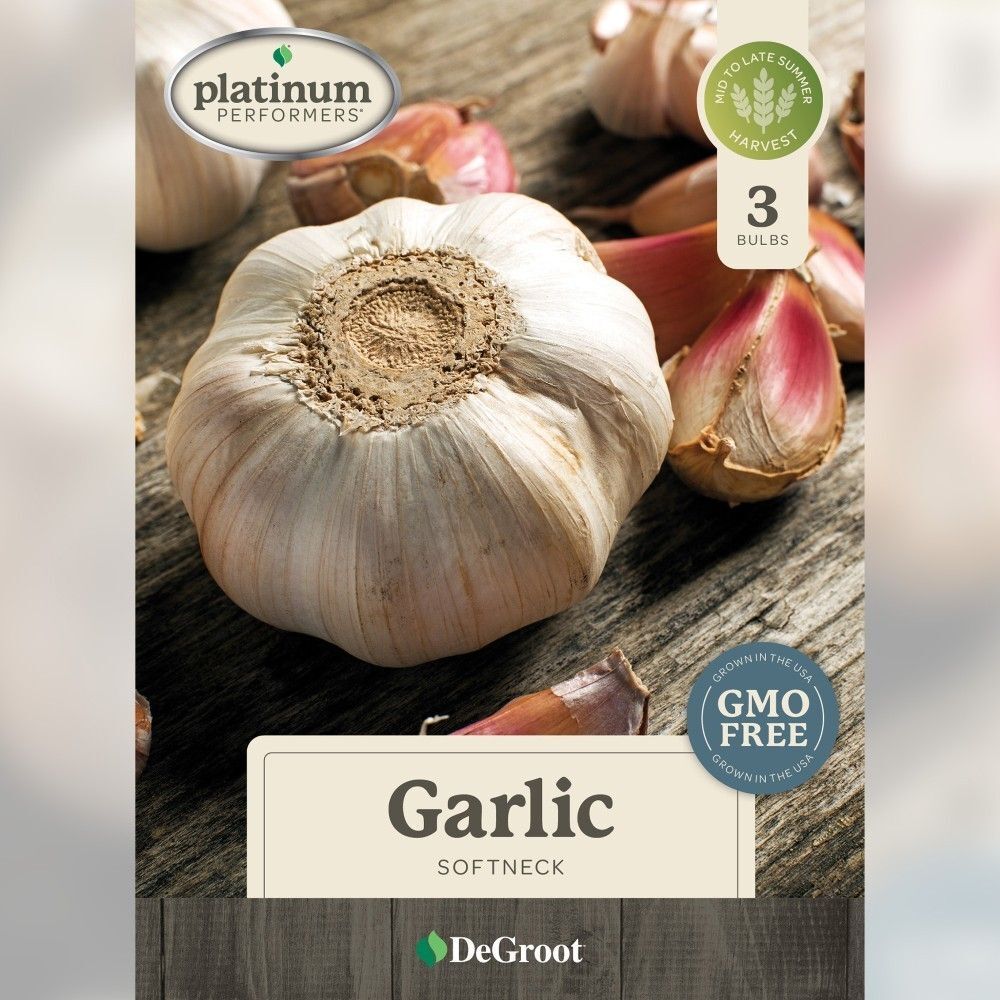 DeGroot Garlic Bulbs Softneck