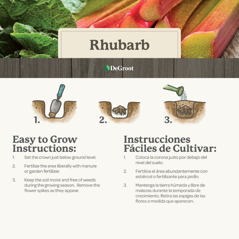 DeGroot Rhubarb, Victoria