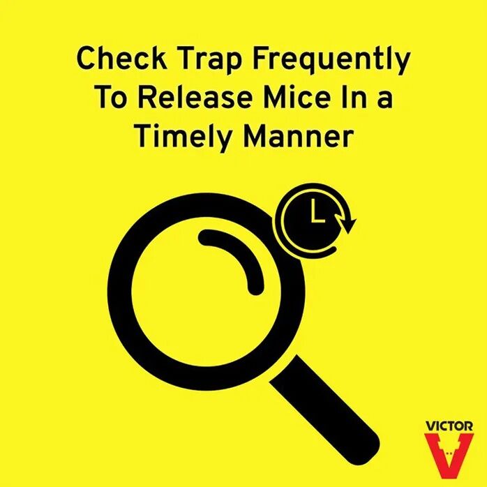 Victor Tin Cat Mouse Trap with Window