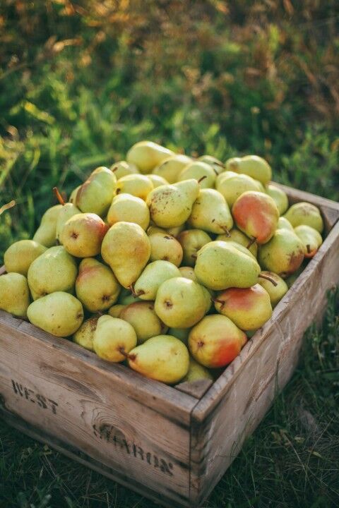 Rileys' Orchard Bartlett Pears, 4-lb Bag