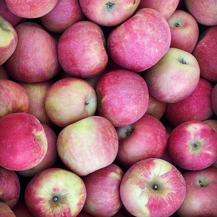 Fowers Fruit Ranch Fancy Fuji Apples, 10-Lb