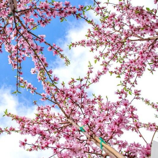 Certified Nurseries Bare Root Fruit Tree Assorted Types