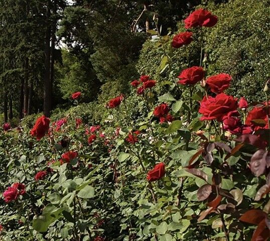 Certified Nurseries Potted American Grade #1 Roses Assorted Types