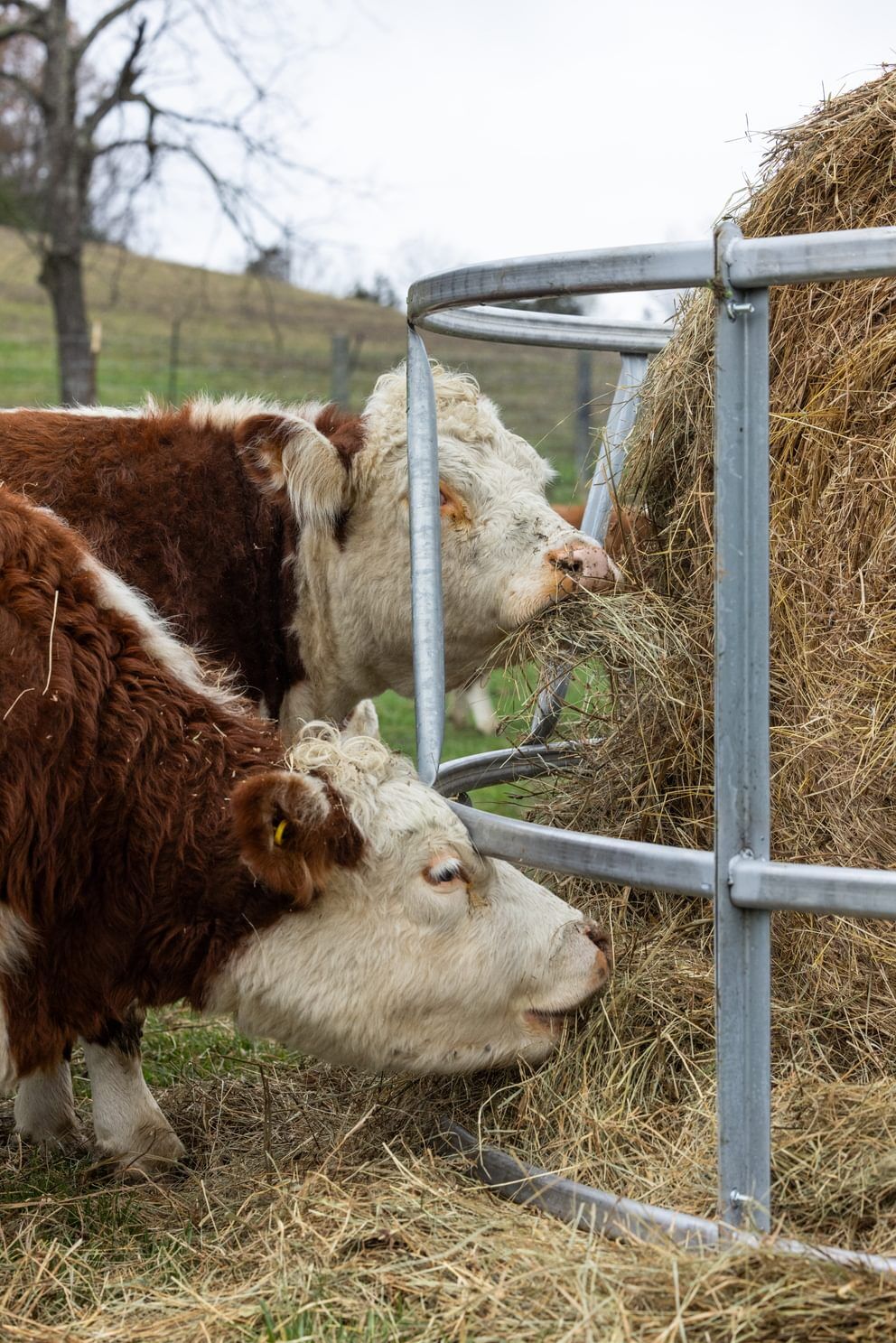 Behlen Country EcoSmart Galvanized Round Bale Feeder, 8-Ft