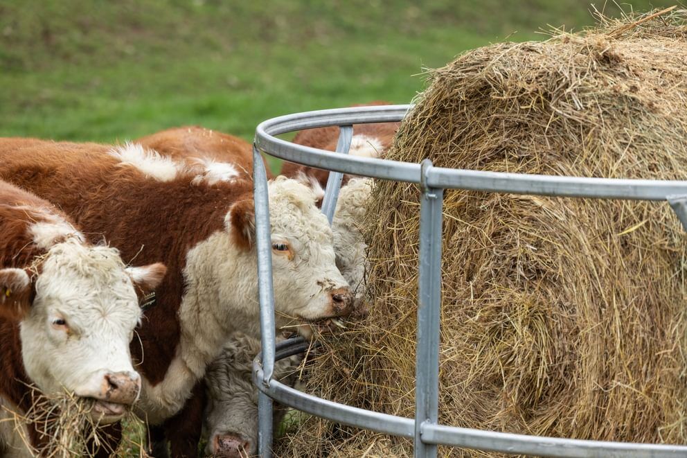 Behlen Country EcoSmart Galvanized Round Bale Feeder, 8-Ft