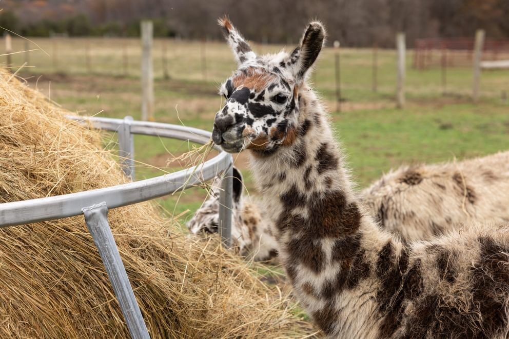 Behlen Country EcoSmart Galvanized Round Bale Feeder, 8-Ft