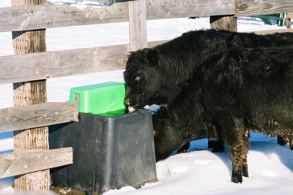 Behlen Country HydroStation AHW80 Electric Waterer, 80-Gal