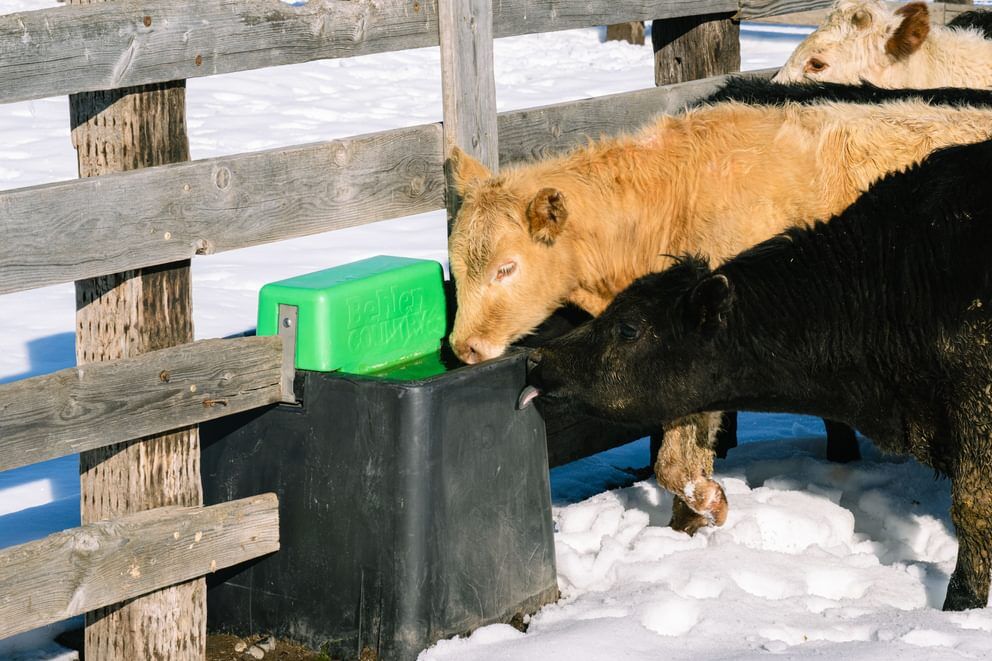 Behlen Country HydroStation AHW80 Electric Waterer, 80-Gal