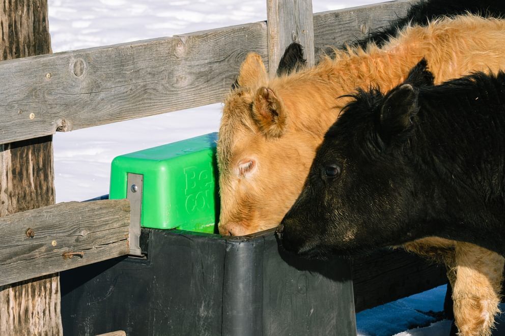 Behlen Country HydroStation AHW80 Electric Waterer, 80-Gal