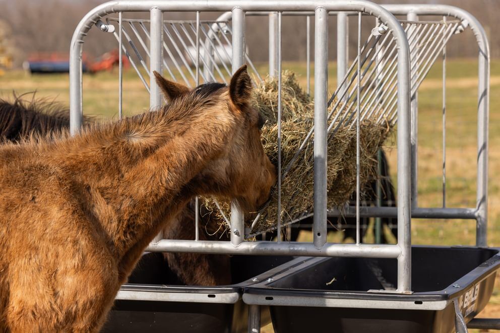 Behlen Country Black Galvanized Equine Ace Horse Feeder, 70-In x 68-In