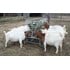 Little Giant Basic Goat And Sheep Feeder