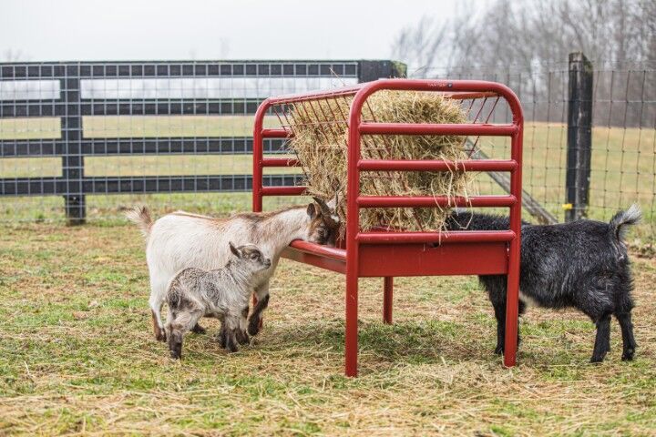 Tarter DuraTough Small Animal Feeder